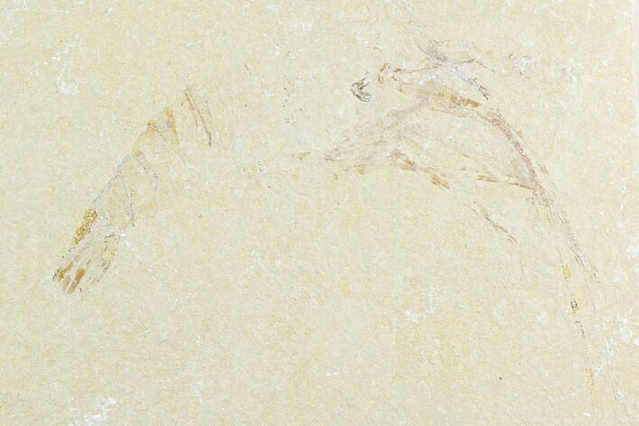 Cretaceous Fossil Shrimp - Lebanon #123901